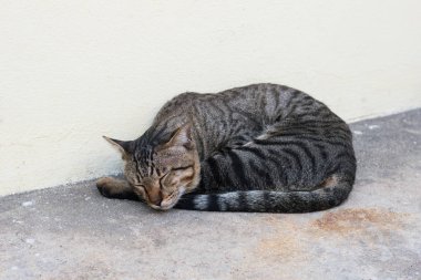 Uskumru tekir kedi yere bırakmasını