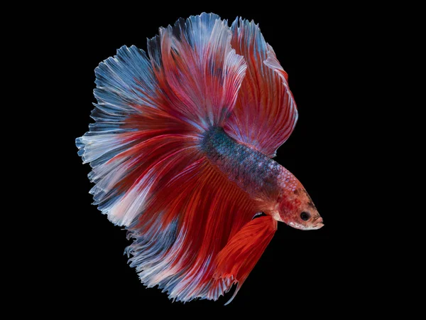 Dövüş balık kırpma yolu siyah zemin üzerine kırmızı