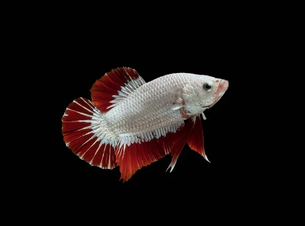 Dövüş balık kırpma yolu siyah zemin üzerine beyaz kırmızı