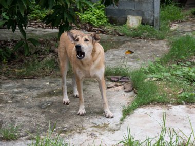 asya köpek kabuğu ve çimento zemin üzerinde duran