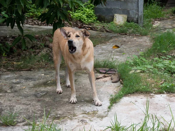 asya köpek kabuğu ve çimento zemin üzerinde duran