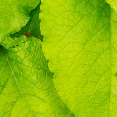 yakın çekim yaprak yeşil doku arka plan