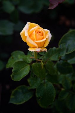 Sarı tausendschon multiflora hibrid bahçesinde gül 