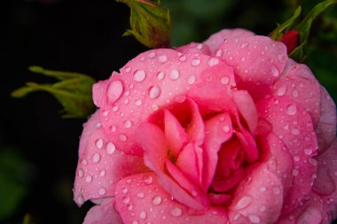 Pink Valencia Theehybride Kordes 1989 in garden 