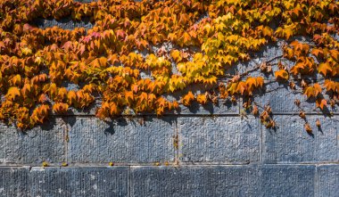 Duvarda kırmızı akçaağaç yaprağı