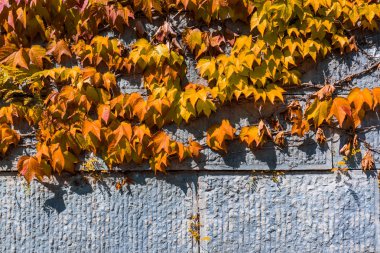 Duvarda kırmızı akçaağaç yaprağı