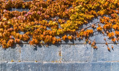 Duvarda kırmızı akçaağaç yaprağı