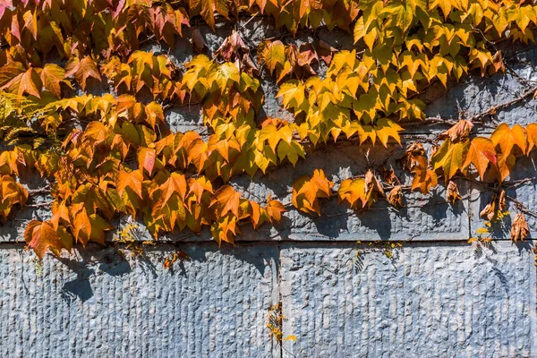 Duvarda kırmızı akçaağaç yaprağı