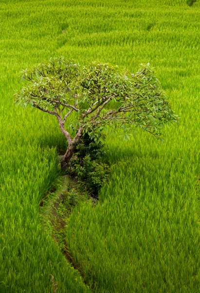 Маленькое плюмерийское дерево среди зеленого рисового поля — стоковое фото