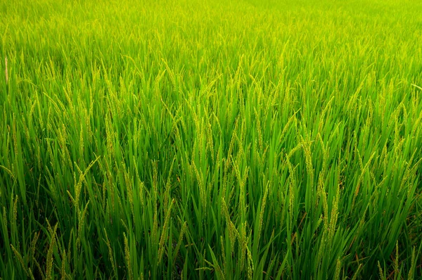 Örat av ris i naturliga lummiga gröna ris terrass — Stockfoto