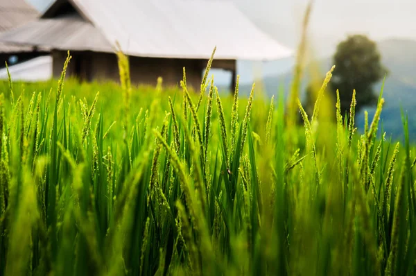 Oor van rijst in natuurlijke weelderige groene rijstvelden Rechtenvrije Stockfoto's