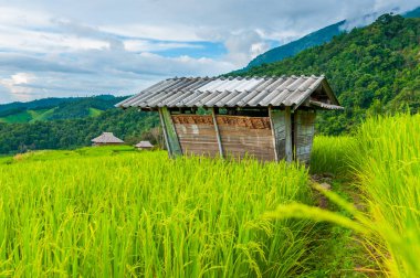 Doğal gür yeşil pirinç Teras arasında küçük evler