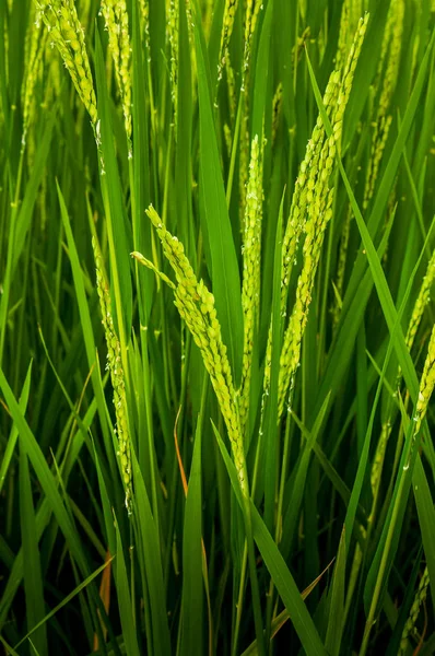 Ear of rice in natural lush green Rice Terrace — Stock Photo, Image