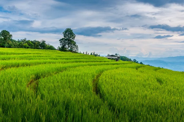 Kleine Hütten inmitten einer natürlichen, üppig grünen Reisterrasse — Stockfoto