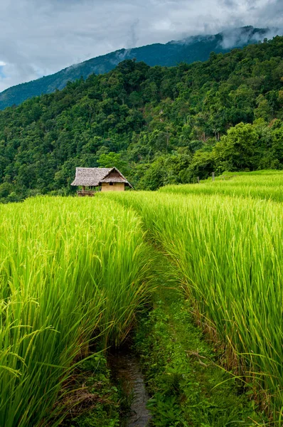 Små stugor bland naturliga lummiga gröna ris terrass — Stockfoto