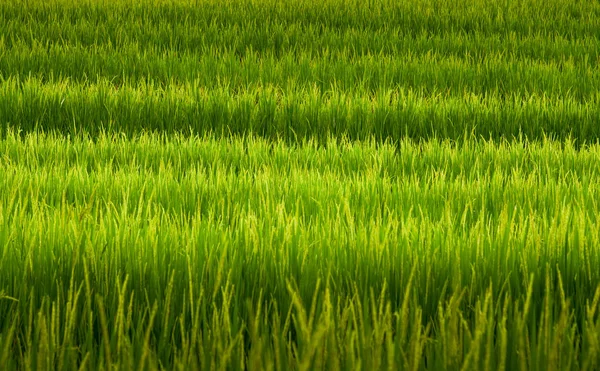 Ähre des Reises in natürlicher, üppig grüner Reisterrasse — Stockfoto