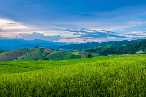 Små stugor bland naturliga lummiga gröna ris terrass — Stockfoto