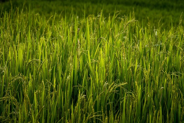 Ähre des Reises in natürlicher, üppig grüner Reisterrasse — Stockfoto
