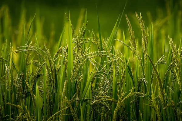 Ucho ryżu w naturalnych bujny zielony taras ryżu — Zdjęcie stockowe