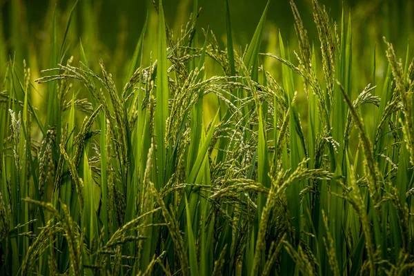 Ähre des Reises in natürlicher, üppig grüner Reisterrasse — Stockfoto