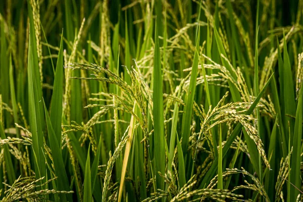 Ähre des Reises in natürlicher, üppig grüner Reisterrasse — Stockfoto