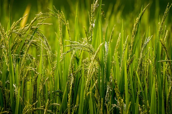kulak pirinç doğal gür yeşil pirinç Teras