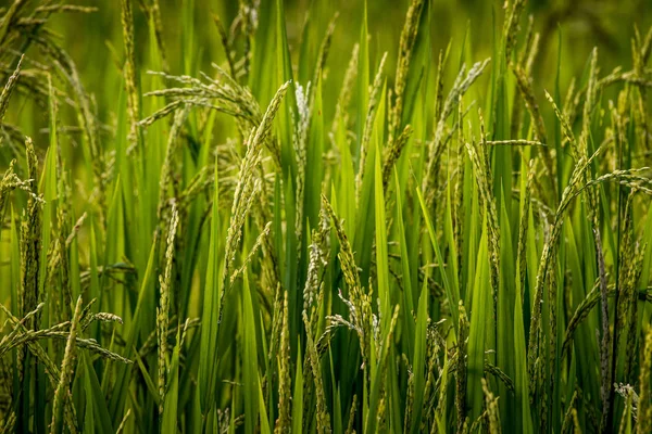 Ucho ryżu w naturalnych bujny zielony taras ryżu — Zdjęcie stockowe