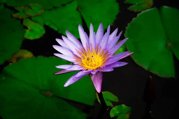 盛开的白色、 紫色花式睡莲或莲花的特写镜头 — 图库照片