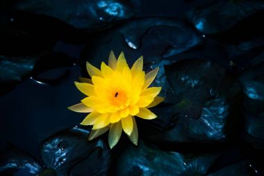 Sarı çiçek açan yakın nilüfer veya lotus çiçek
