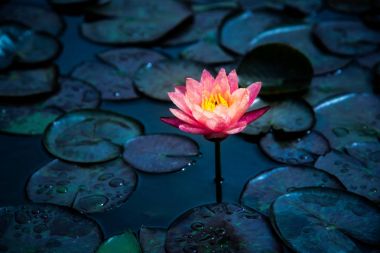 Yakın çekim çiçek açan beyaz, kırmızı ve pembe süslü nilüfer veya lotus çiçeği