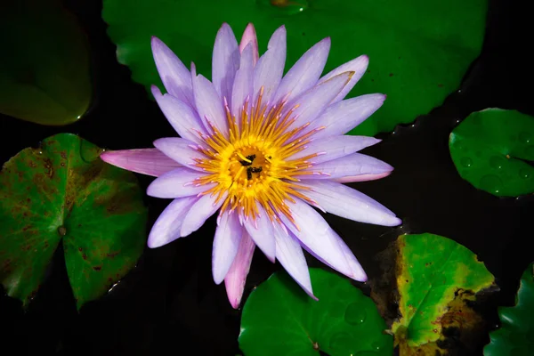 盛开的白色、 紫色花式睡莲或莲花的特写镜头 — 图库照片