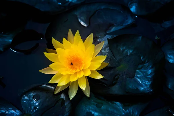 Крупним планом квітуча жовта лілія або квітка лотоса — стокове фото
