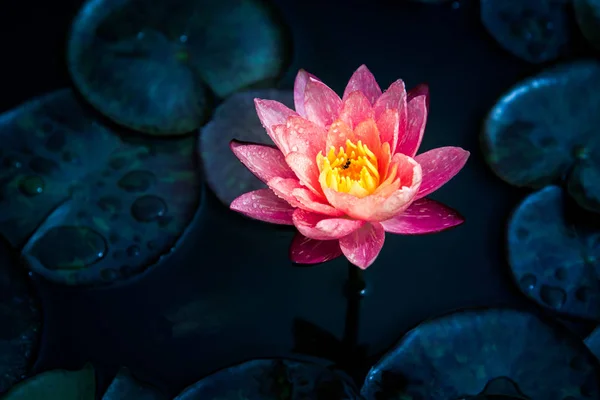 Primo piano di fiore di giglio bianco, rosso e rosa fantasia o fiore di loto — Foto Stock