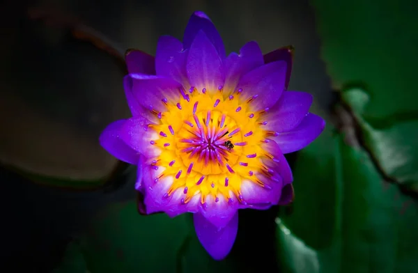 Rozkvetlé žluté, purpurové efektní leknín nebo Lotosový květ — Stock fotografie
