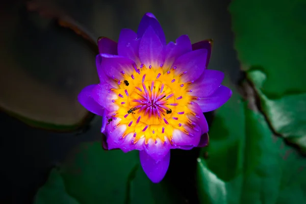 Крупним планом квітуча жовта, фіолетова вишукана лілія або квітка лотоса — стокове фото