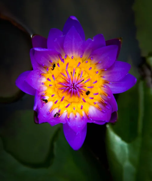盛开的黄色、 紫色的花式睡莲或莲花的特写镜头 — 图库照片