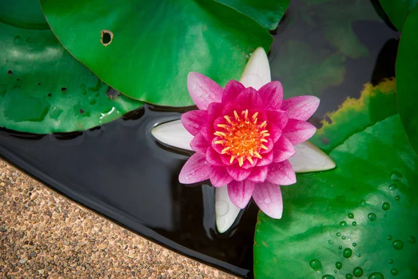 盛开的白色和粉红色的花式睡莲或莲花花的特写镜头 — 图库照片