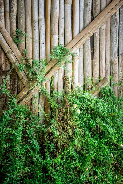 Zielony liść bluszczu i żółty kwiat na ścianie bambus — Zdjęcie stockowe