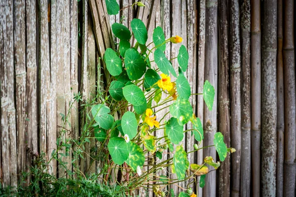 Lierre à feuilles vertes et fleur jaune sur mur de bambou — Photo