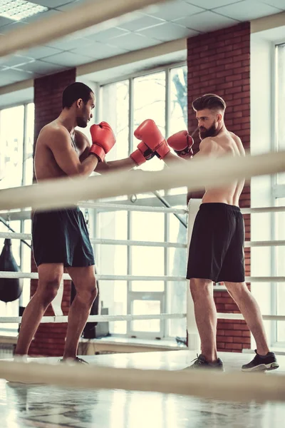 Bonitos jovens boxers — Fotografia de Stock