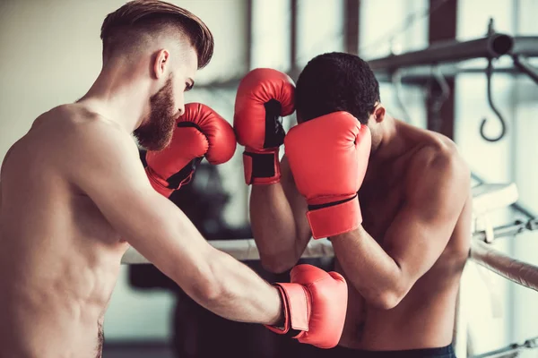 Handsome young boxers — Stock Photo, Image