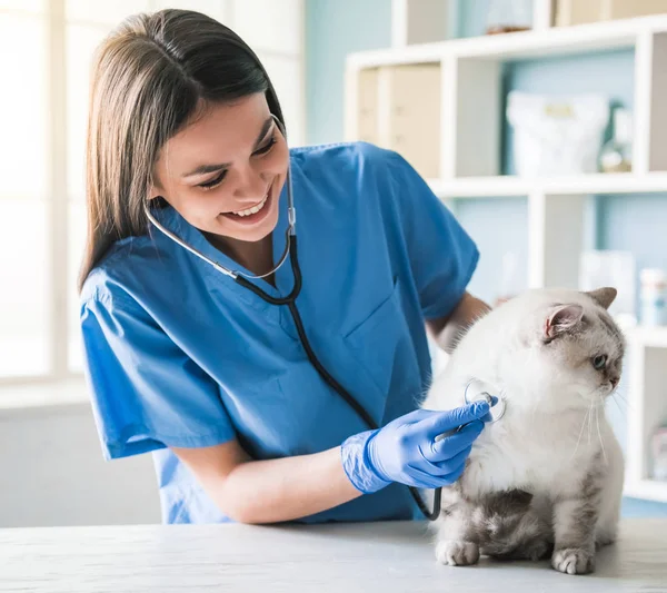 Dal veterinario — Foto Stock