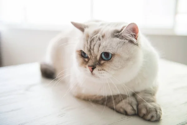 Carino gatto dagli occhi azzurri — Foto Stock