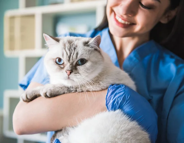 At the veterinarian — Stock Photo, Image