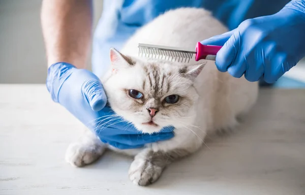 At the veterinarian — Stock Photo, Image