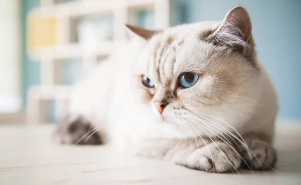 Schattig blauwogige kat — Stockfoto