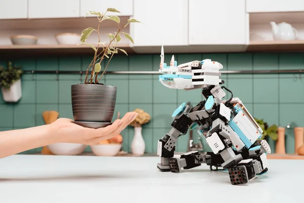 クローズ アップ サイのロボットは 台所のテーブルに座っています 梨花の手は近くに小さなポットを保持 — ストック写真