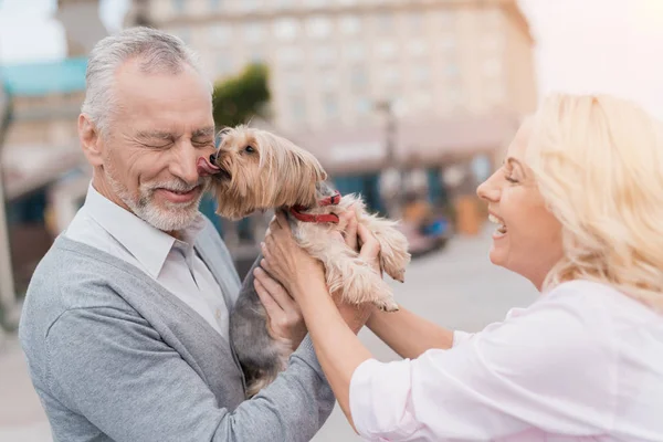 Ένα ηλικιωμένο ζευγάρι είναι το περπάτημα στην πλατεία με το μικρό σκυλάκι της. Ένας άνθρωπος κατέχει ένα σκύλο στην αγκαλιά του — Φωτογραφία Αρχείου