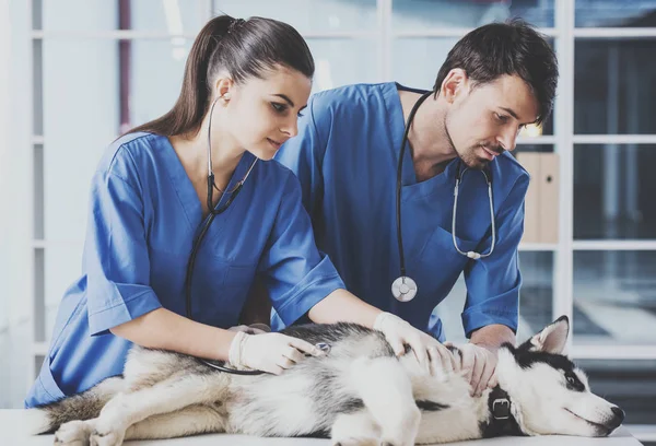 Twee dierenarts onderzoeken een schattig Siberische husky in ziekenhuis — Stockfoto
