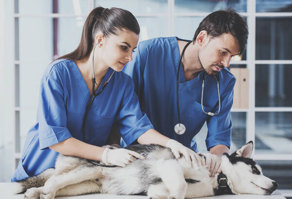 Two veterinarian are examining a cute siberian husky at hospital